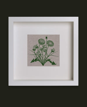 Dandelions - A Study